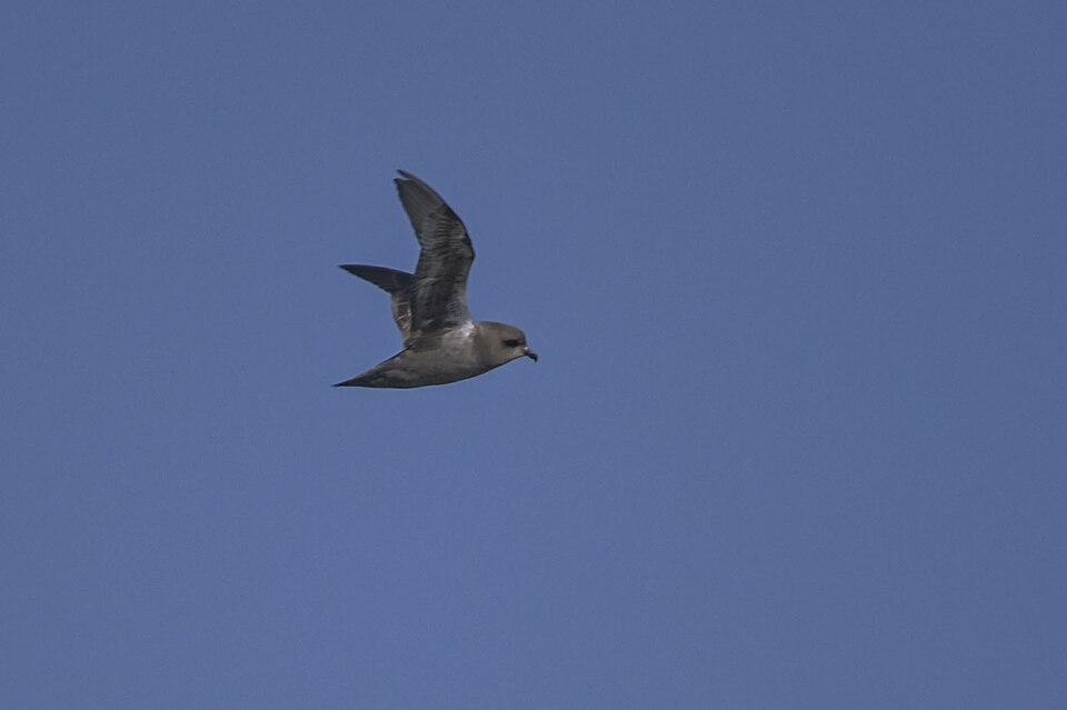 Kerguelen Petrel