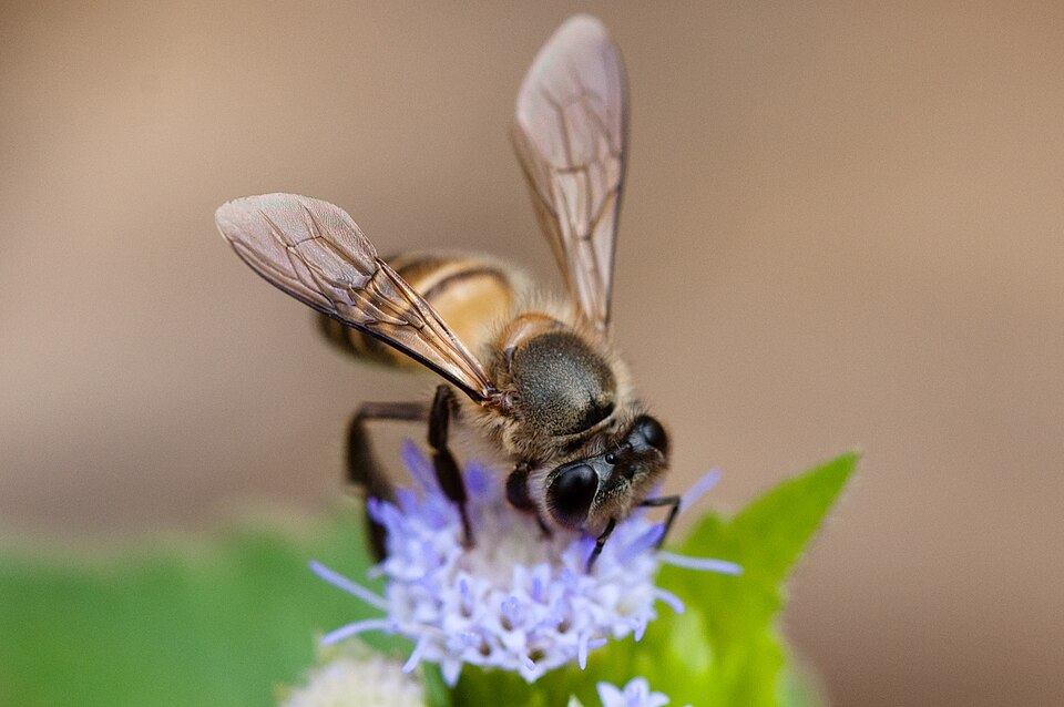 Honey Bee