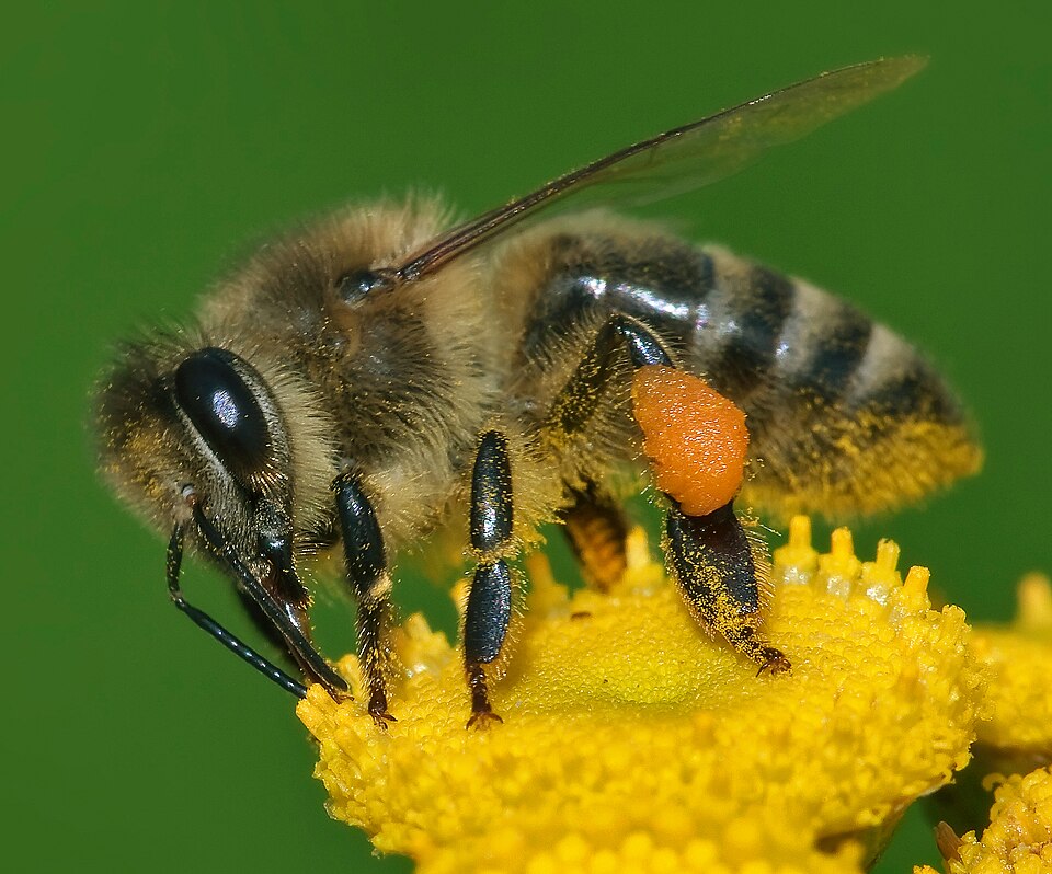 western honey bee