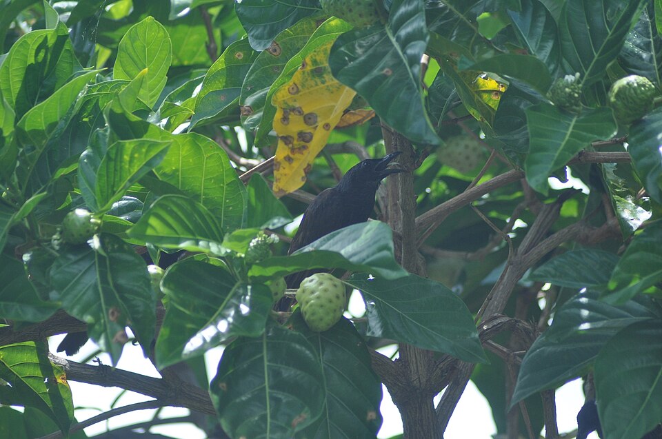 Samoan Starling