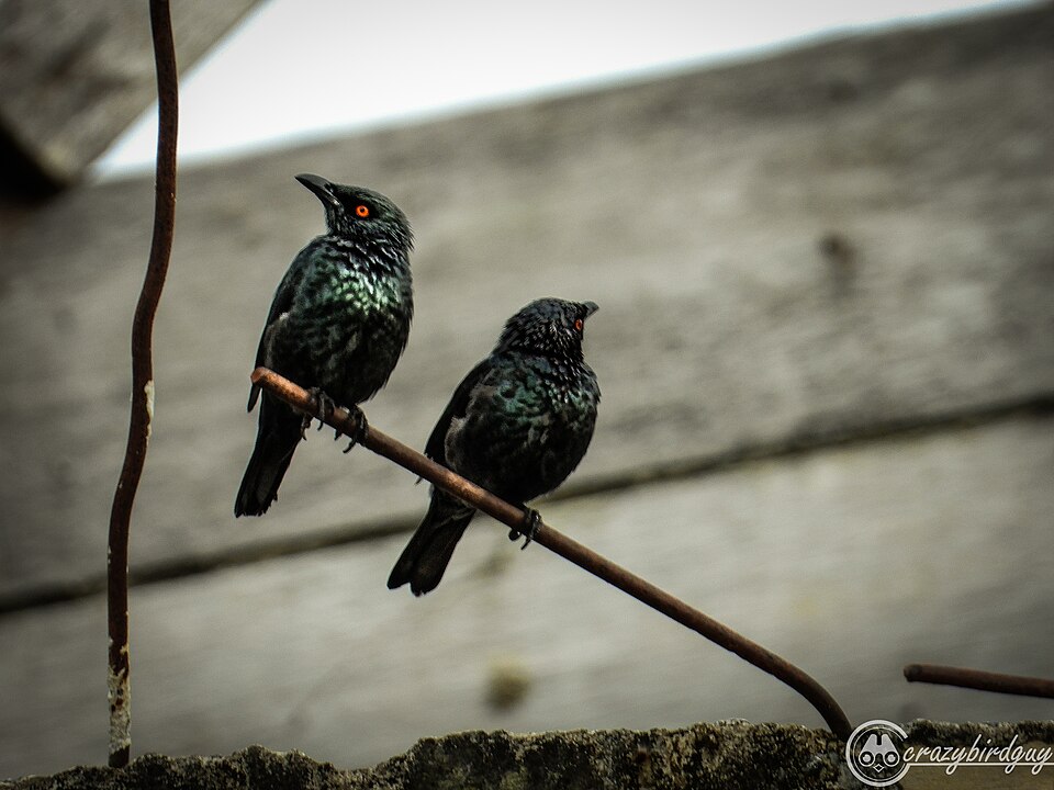 Singing Starling