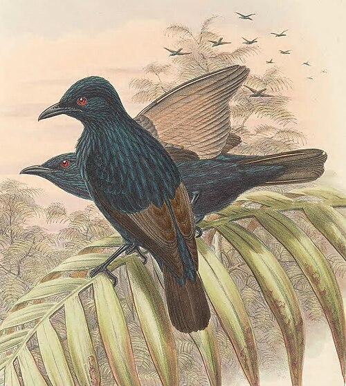 Brown-winged Starling
