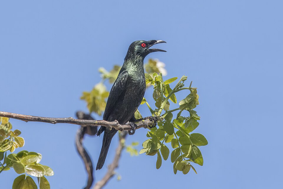 Asian Glossy Starling
