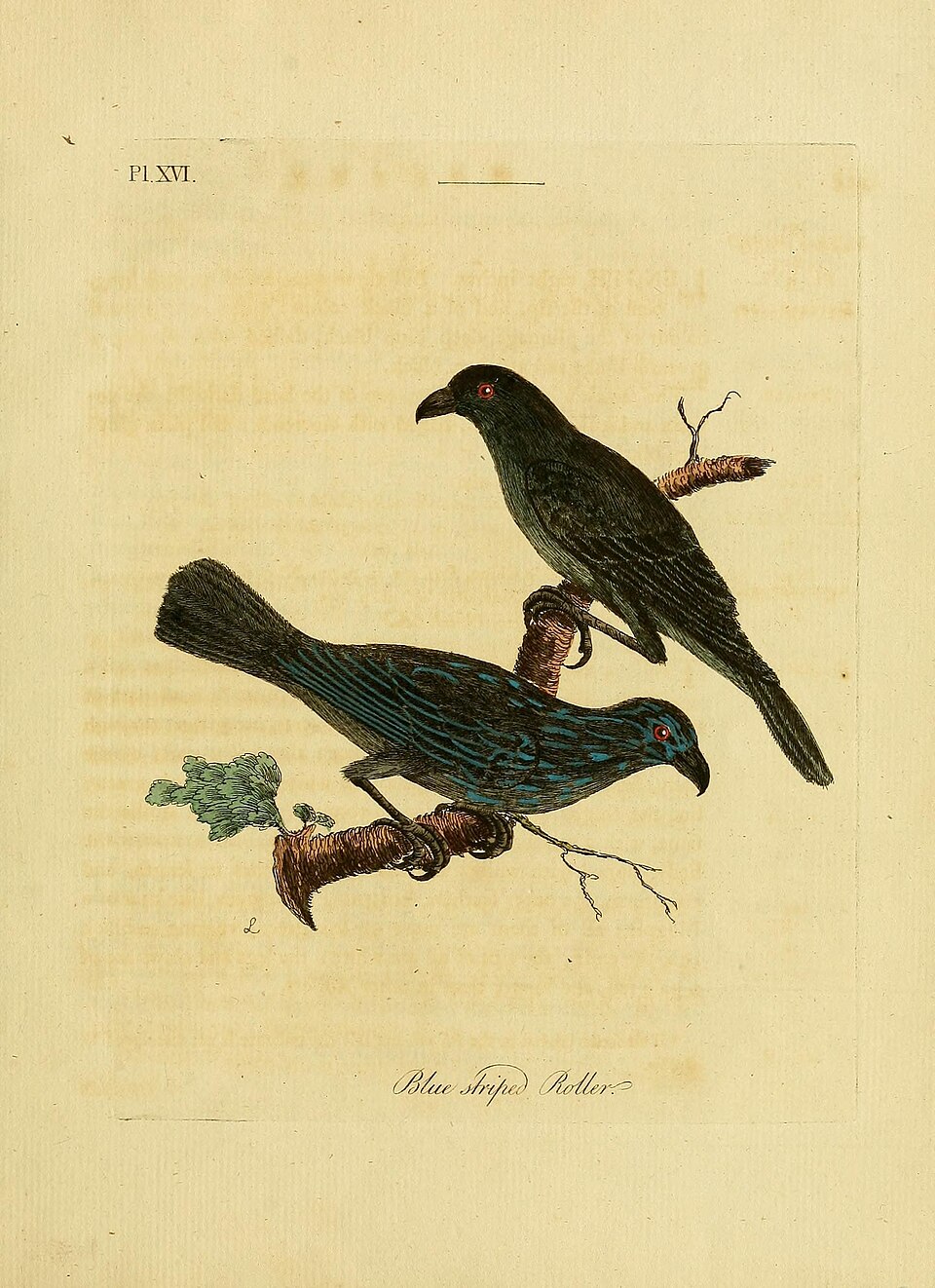 Striated Starling