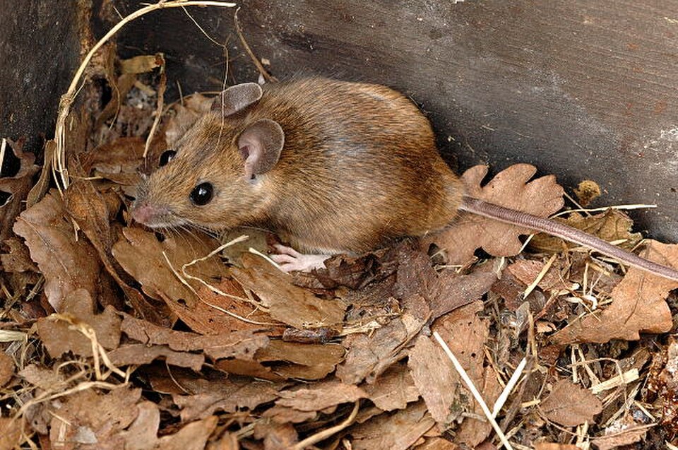 Yellow-necked Mouse