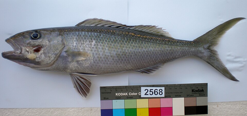 Grey Jobfish
