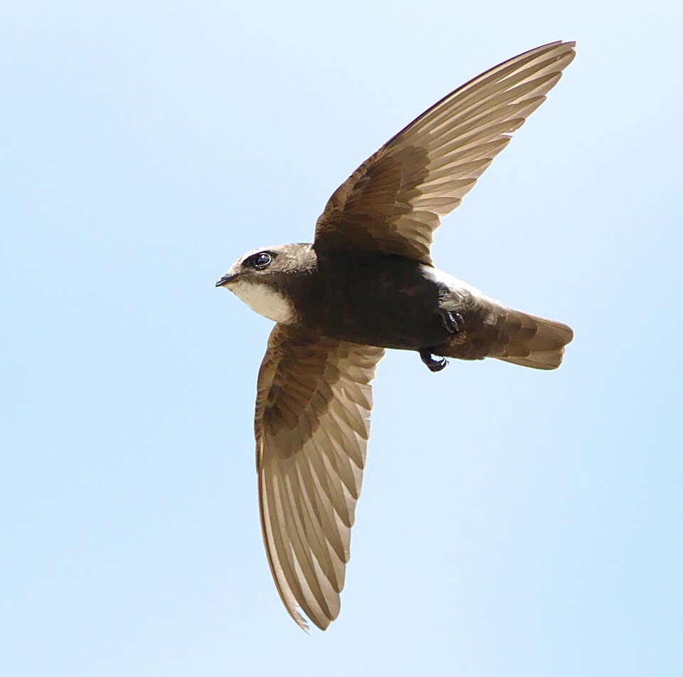 Little Swift
