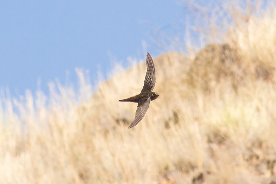 Alexander's Swift