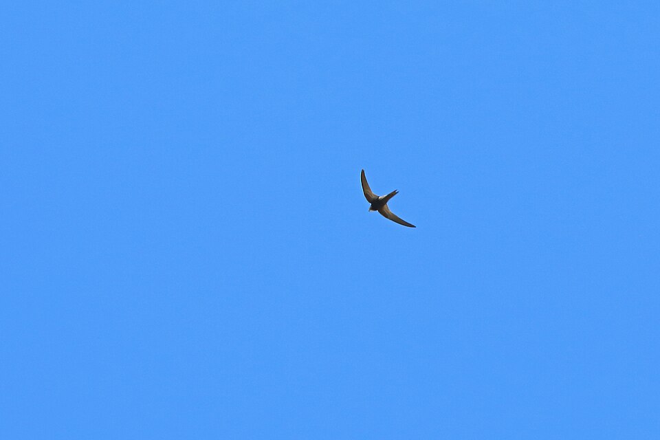 Madagascar Swift