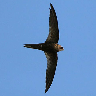African Swift