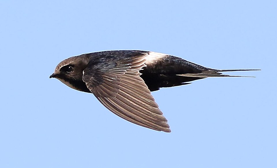 White-rumped Swift