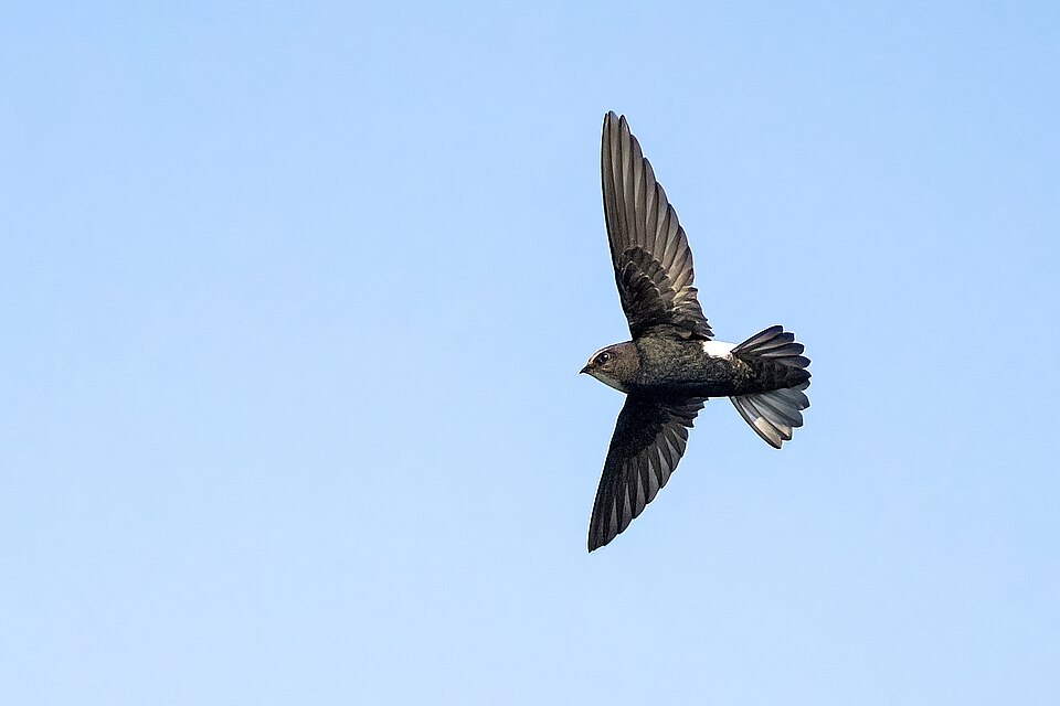 House Swift