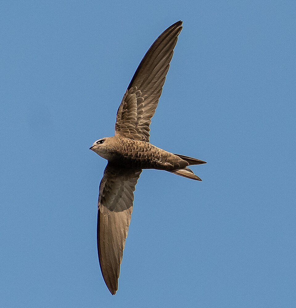 Pallid Swift