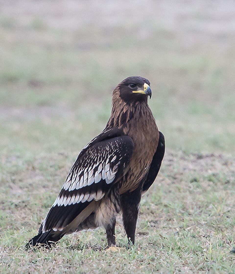 greater spotted eagle