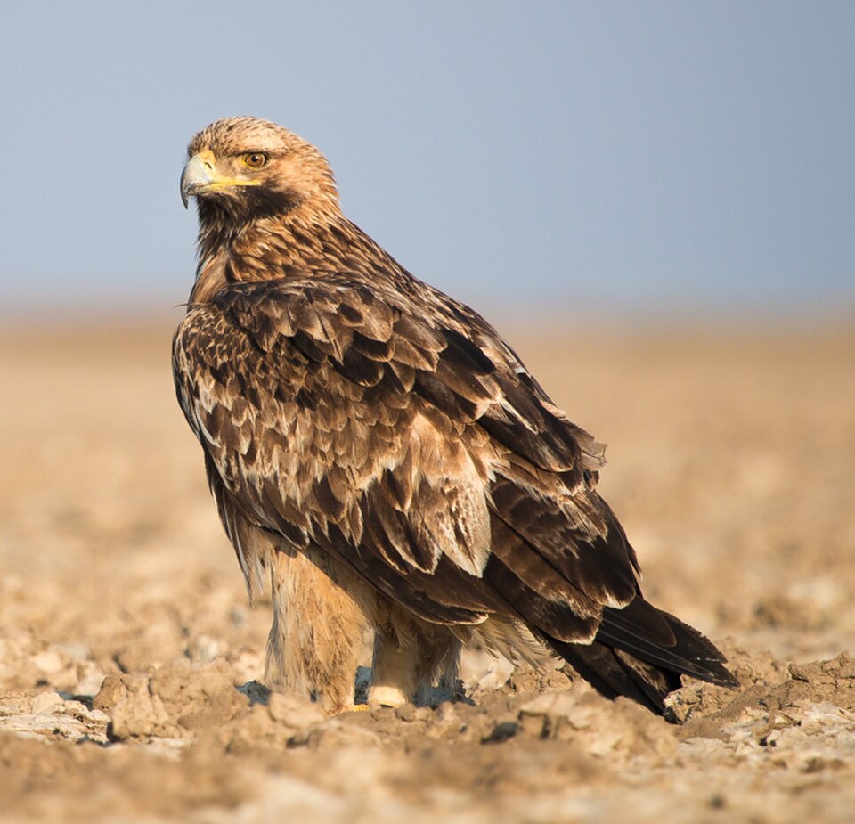 Imperial Eagle