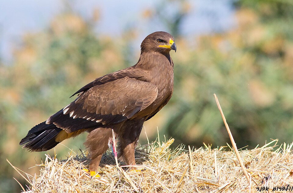 lesser spotted eagle