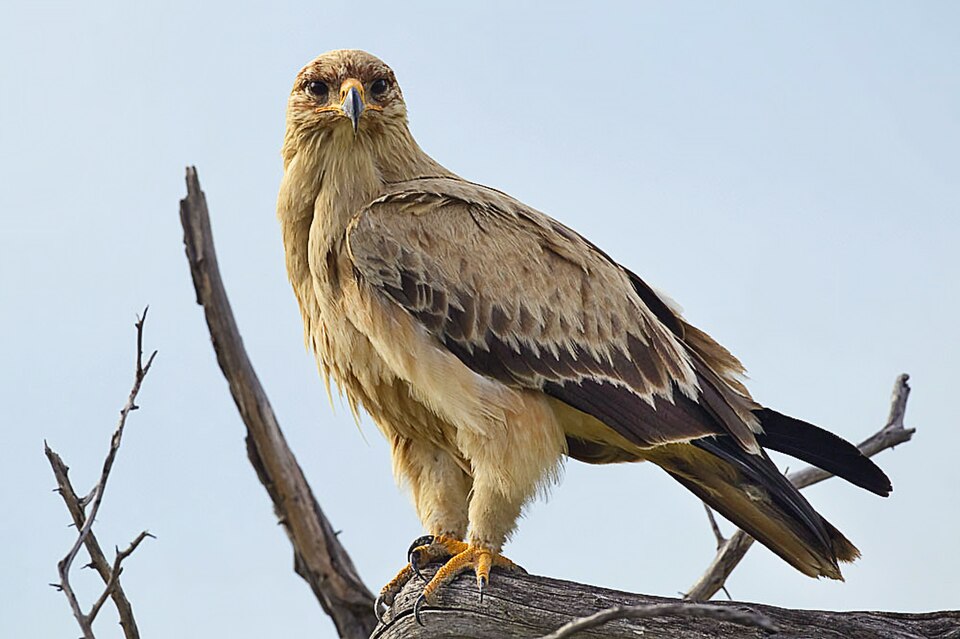 Tawny Eagle