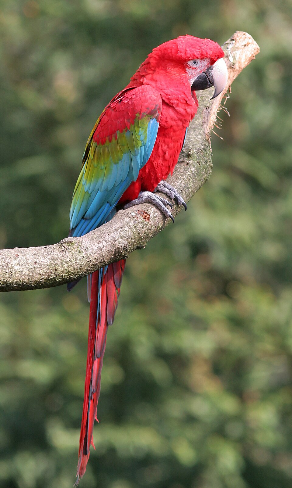 Red-and-green Macaw