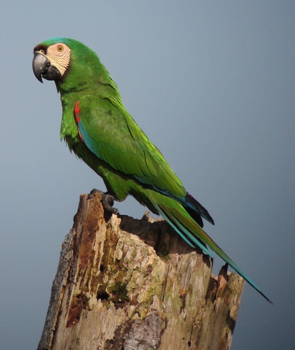 Chestnut-fronted Macaw