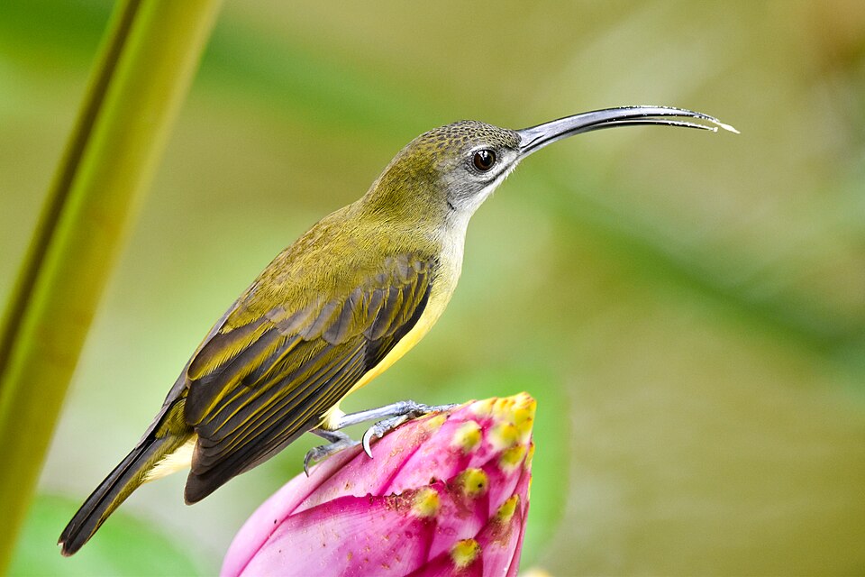 Little Spiderhunter