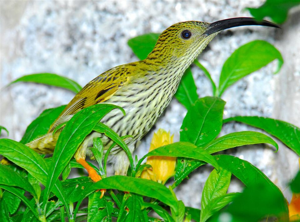 Streaked Spiderhunter