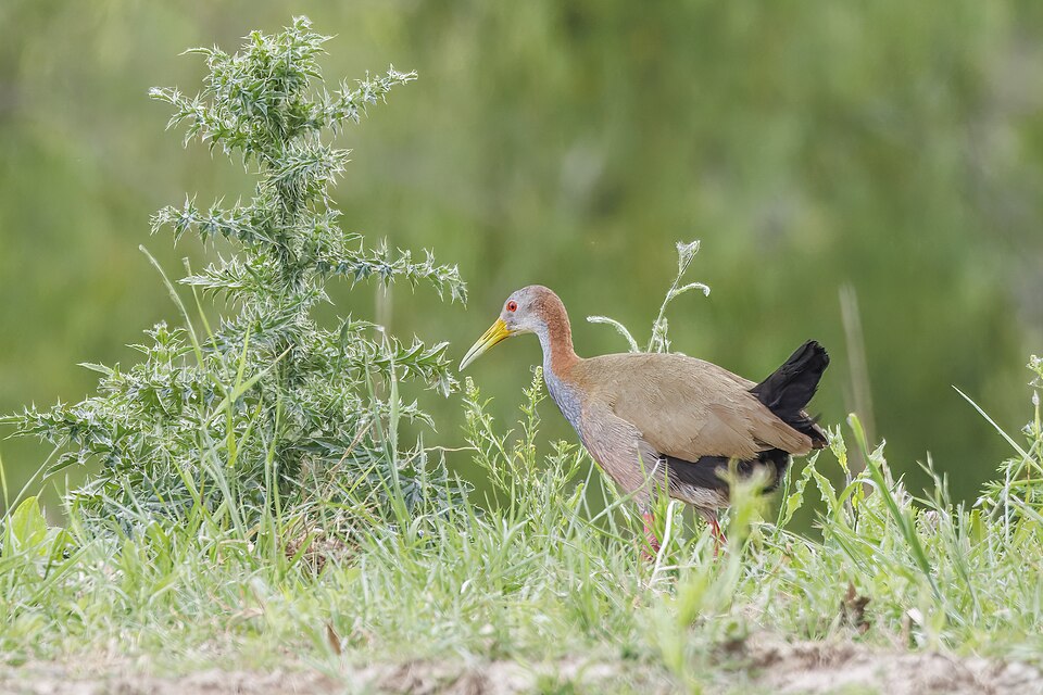 Giant Wood-Rail