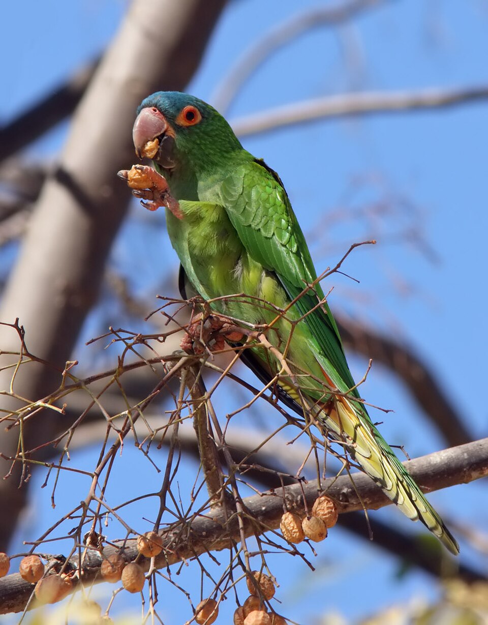 blue-crowned conure