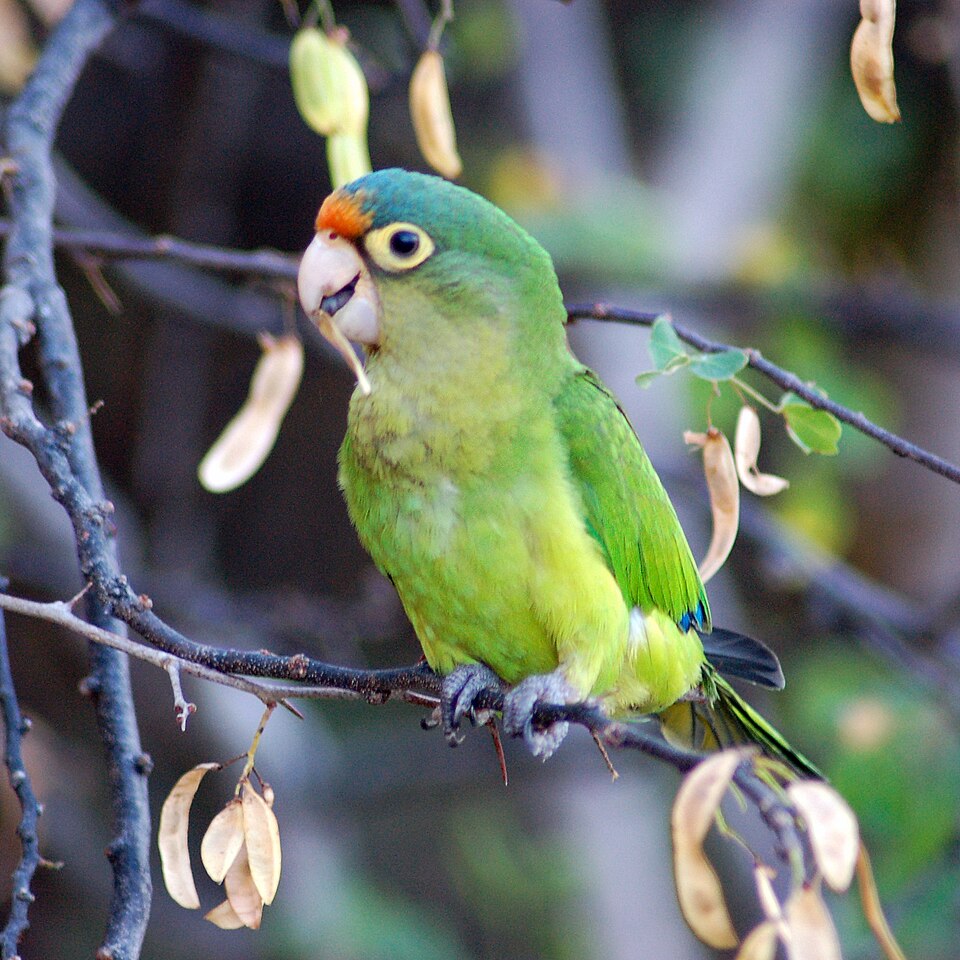 orange-fronted parakeet