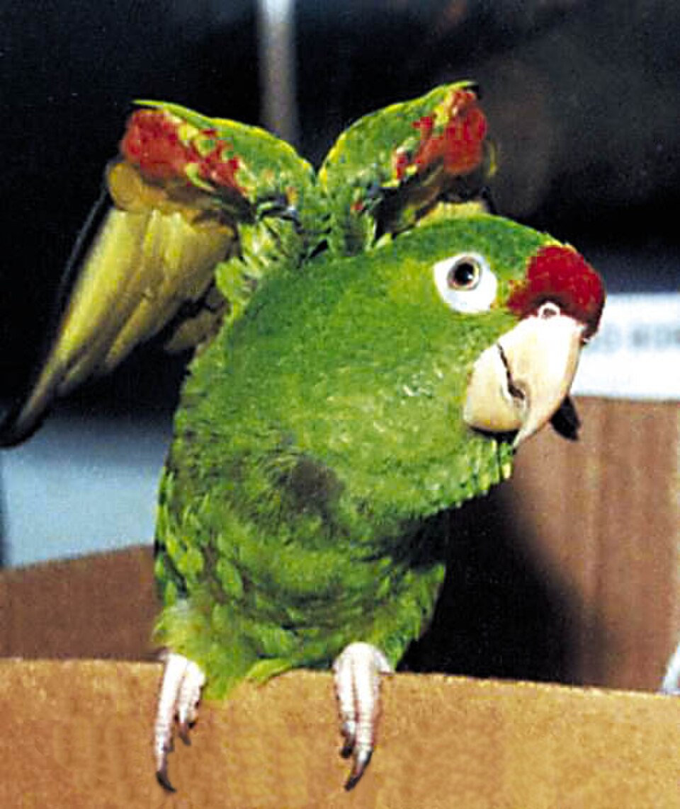 Finsch's conure