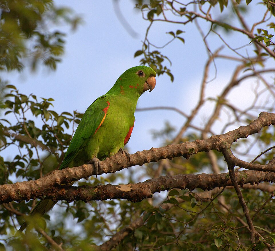 white-eyed conure