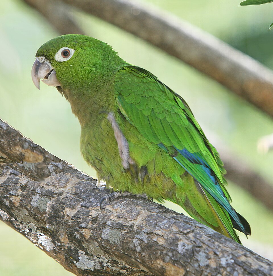 olive-throated conure
