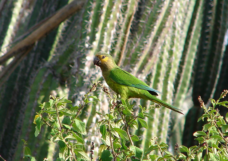 brown-throated conure