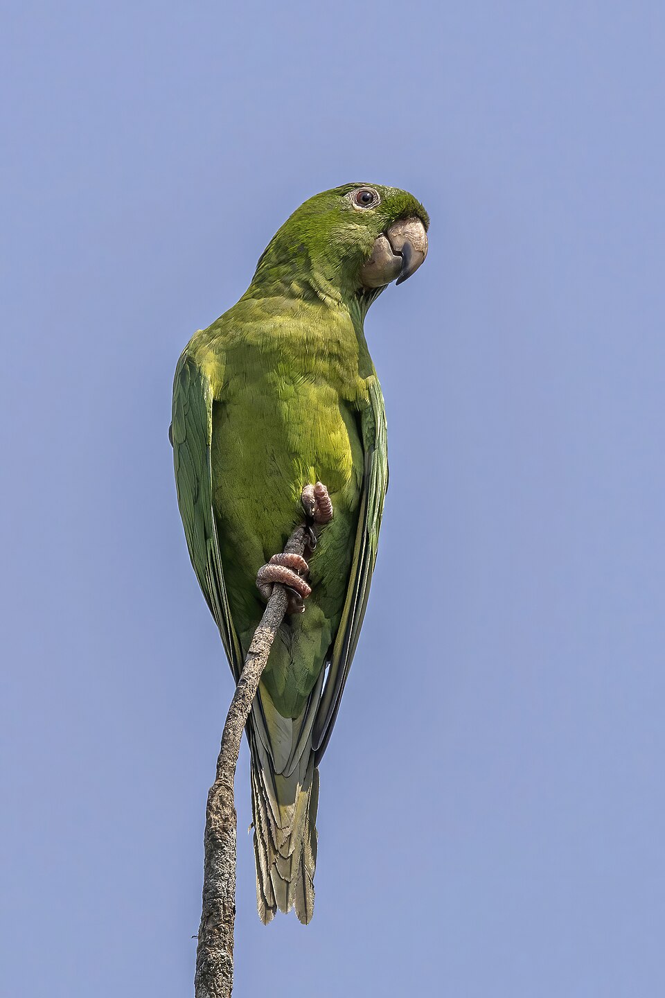 Pacific Parakeet