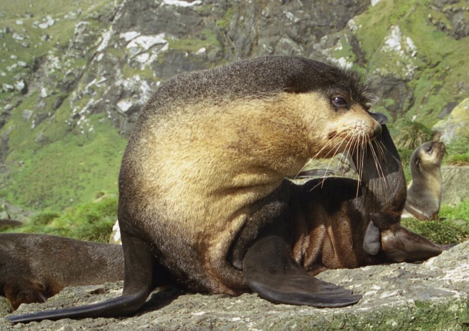 Subantarctic fur seal