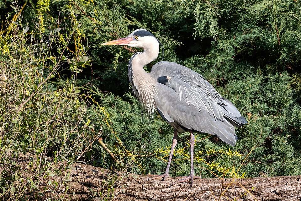 Gray/Purple Heron