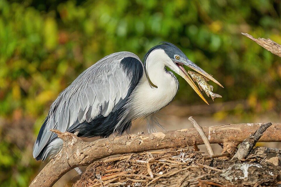 Cocoi Heron