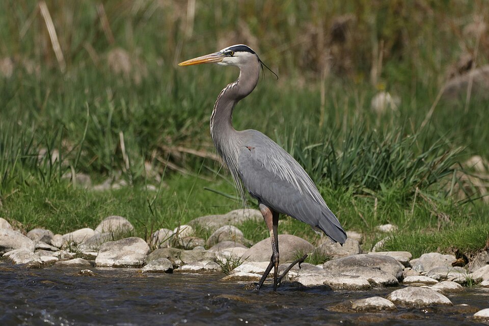 Great Blue/Cocoi Heron