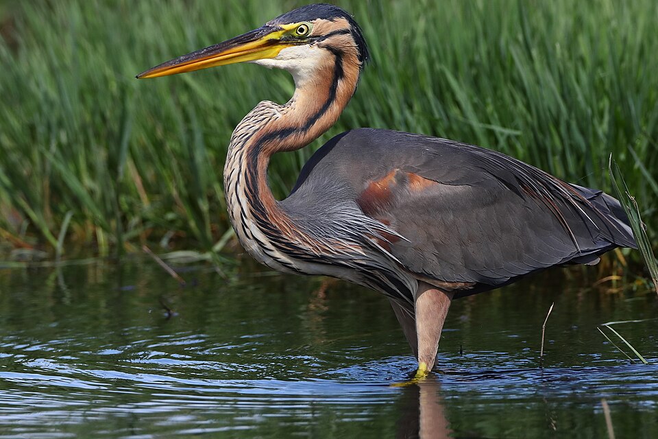 Purple Heron