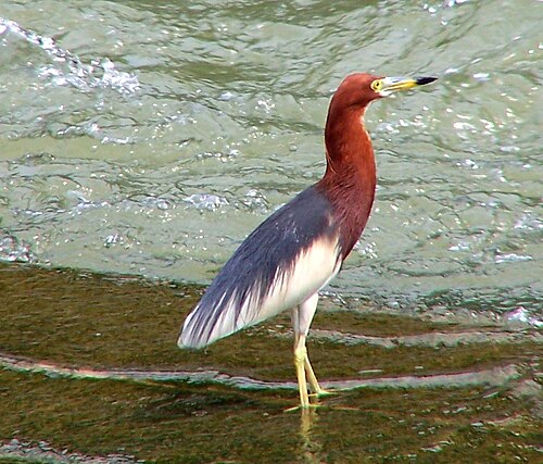 Chinese Pond-Heron