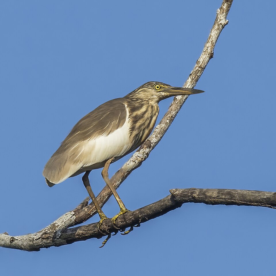 Indian Pond-Heron