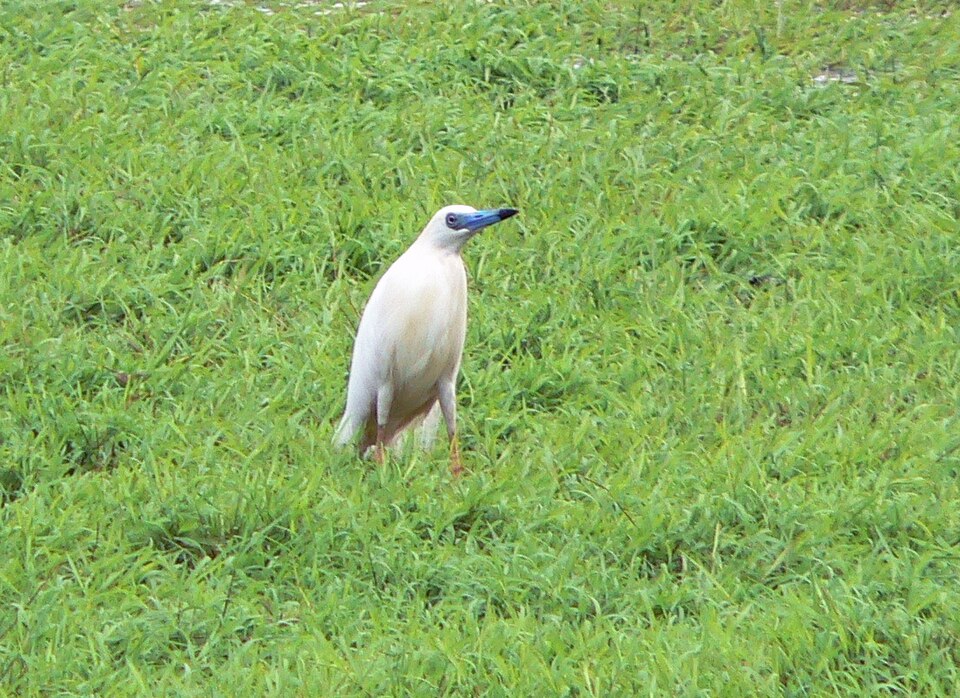 Madagascar Pond-Heron