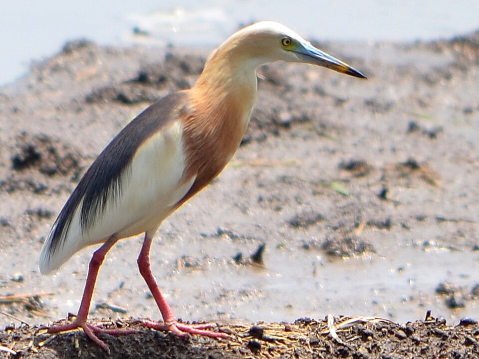 Javan Pond-Heron