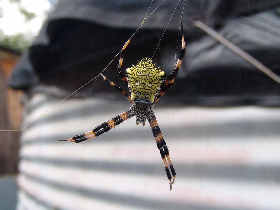 Garden spider