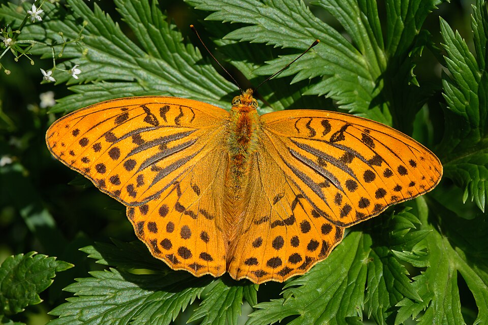 Silver-washed Fritillary