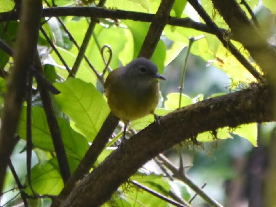 Western Mountain-Greenbul