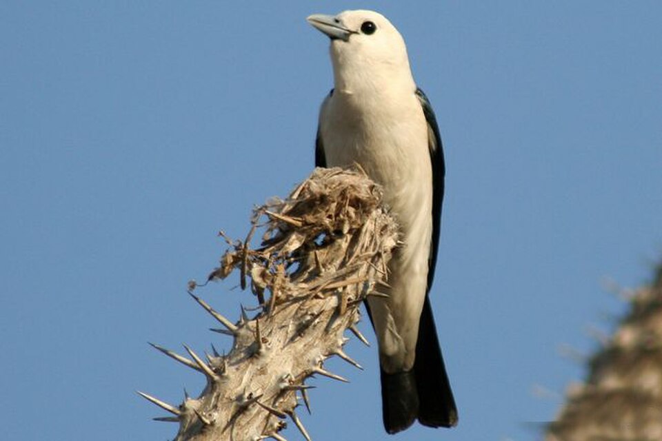 White-headed Vanga