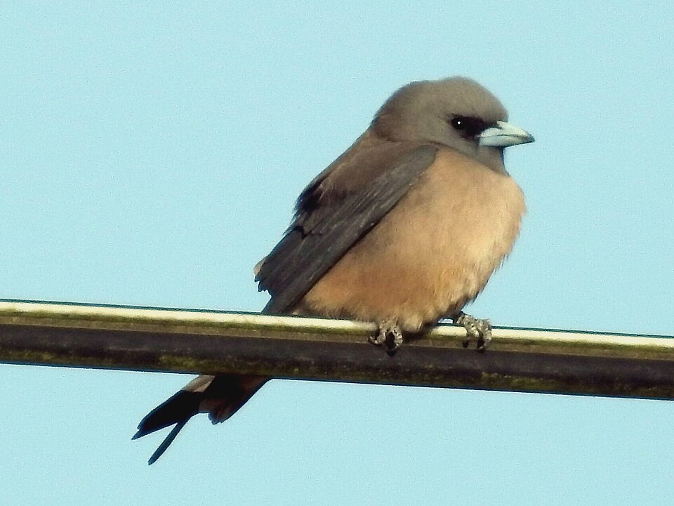 Ashy Woodswallow