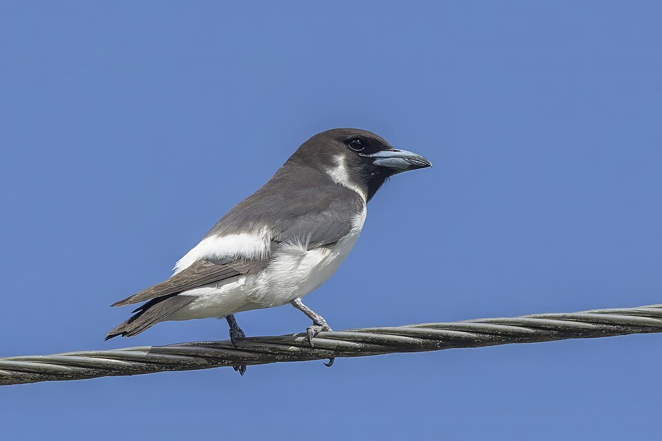Fiji Woodswallow