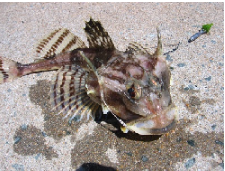 Atlantic Hook-ear Sculpin