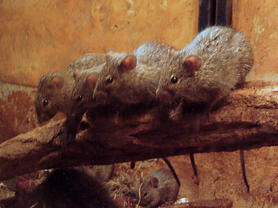 African Arvicanthis
